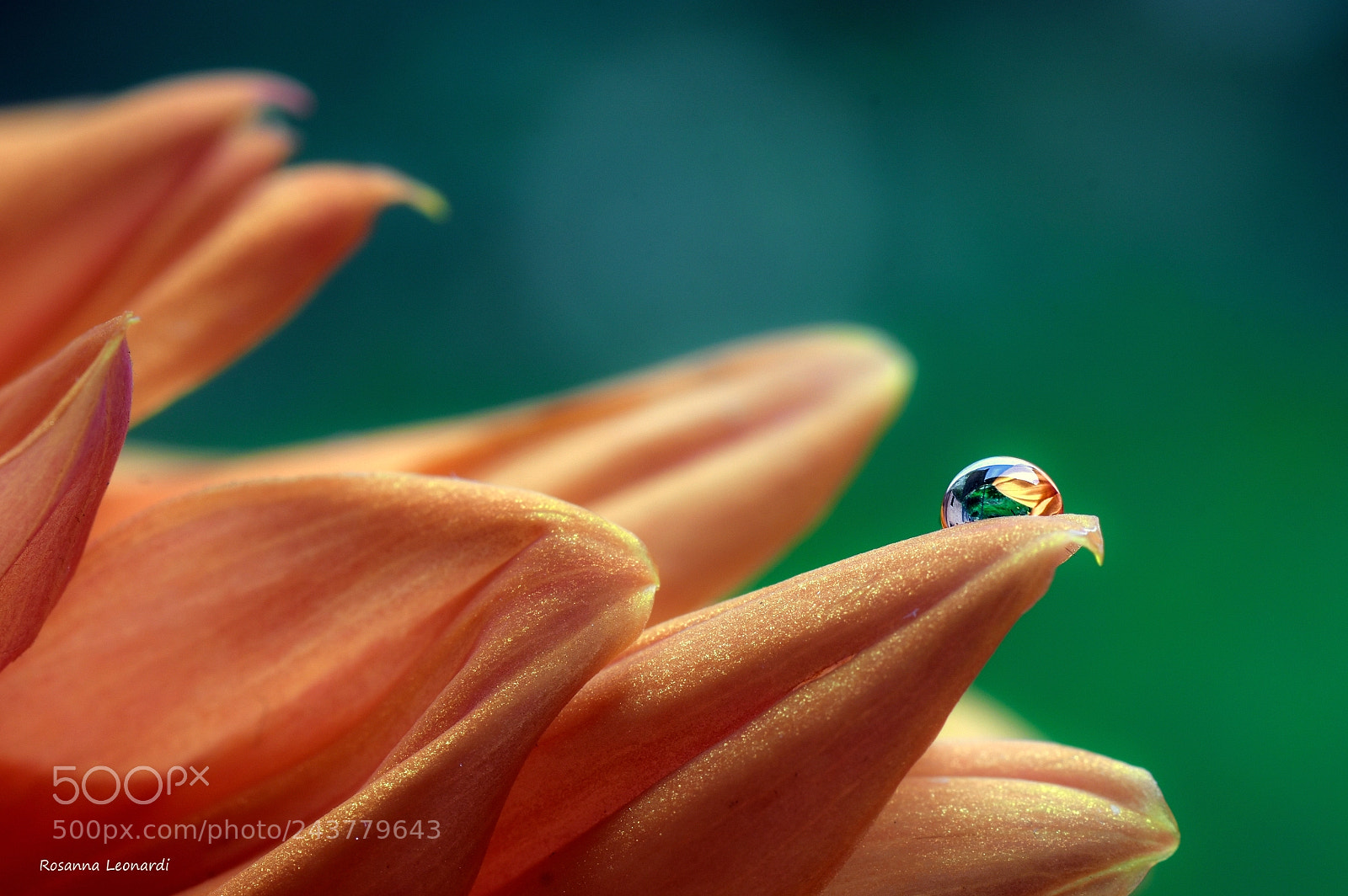 Nikon D7200 sample photo. Drop photography