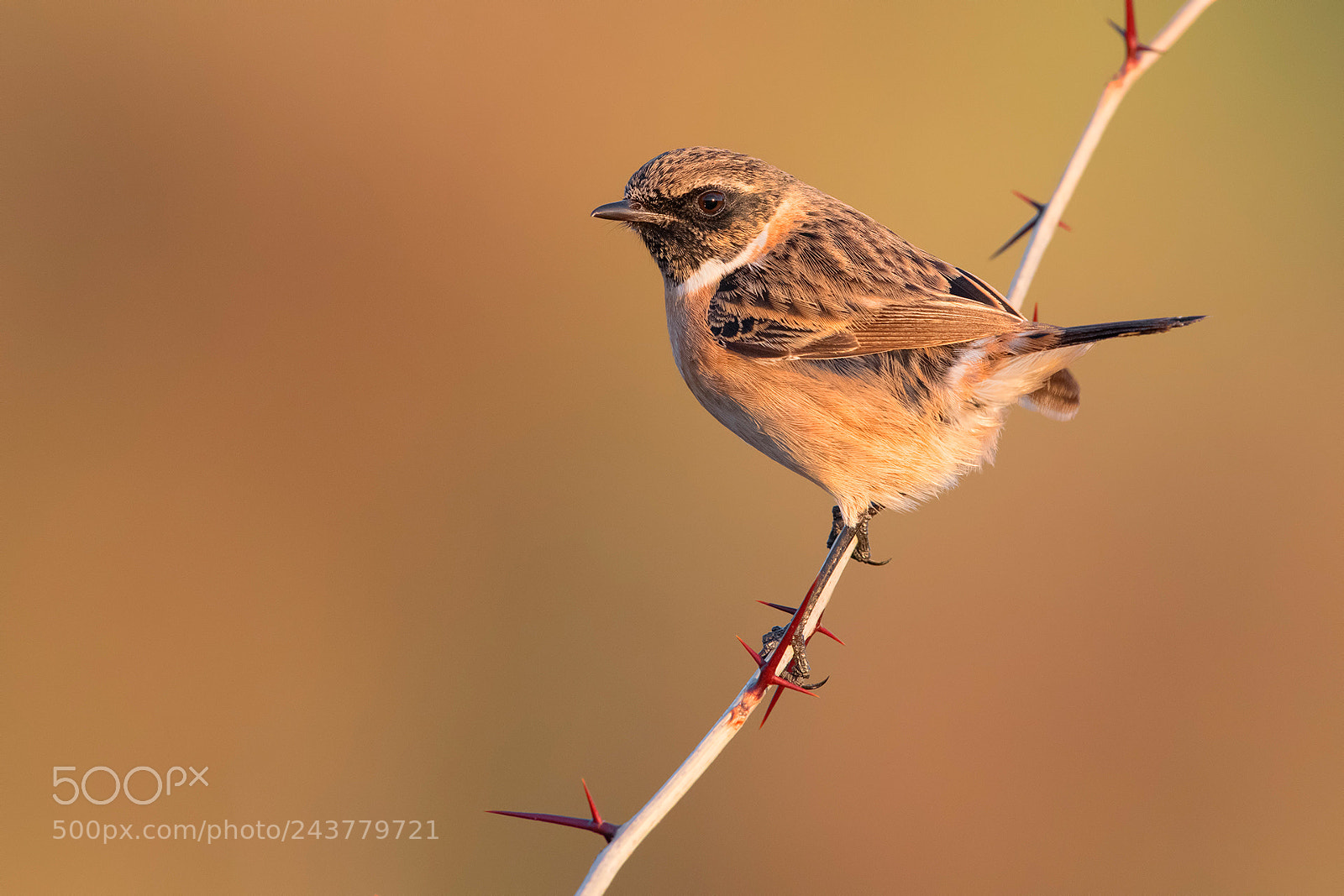 Nikon D850 sample photo. Stonechat photography