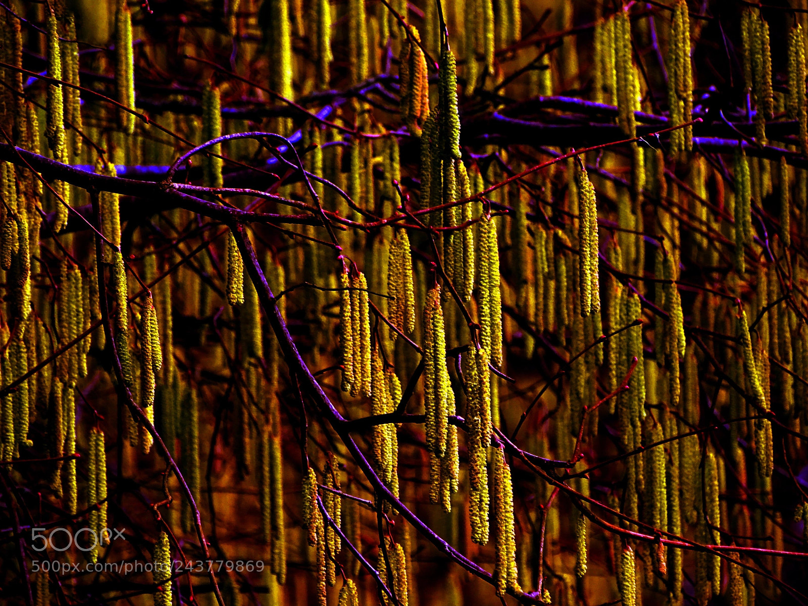 Sony Cyber-shot DSC-HX400V sample photo. Haselnusswald photography