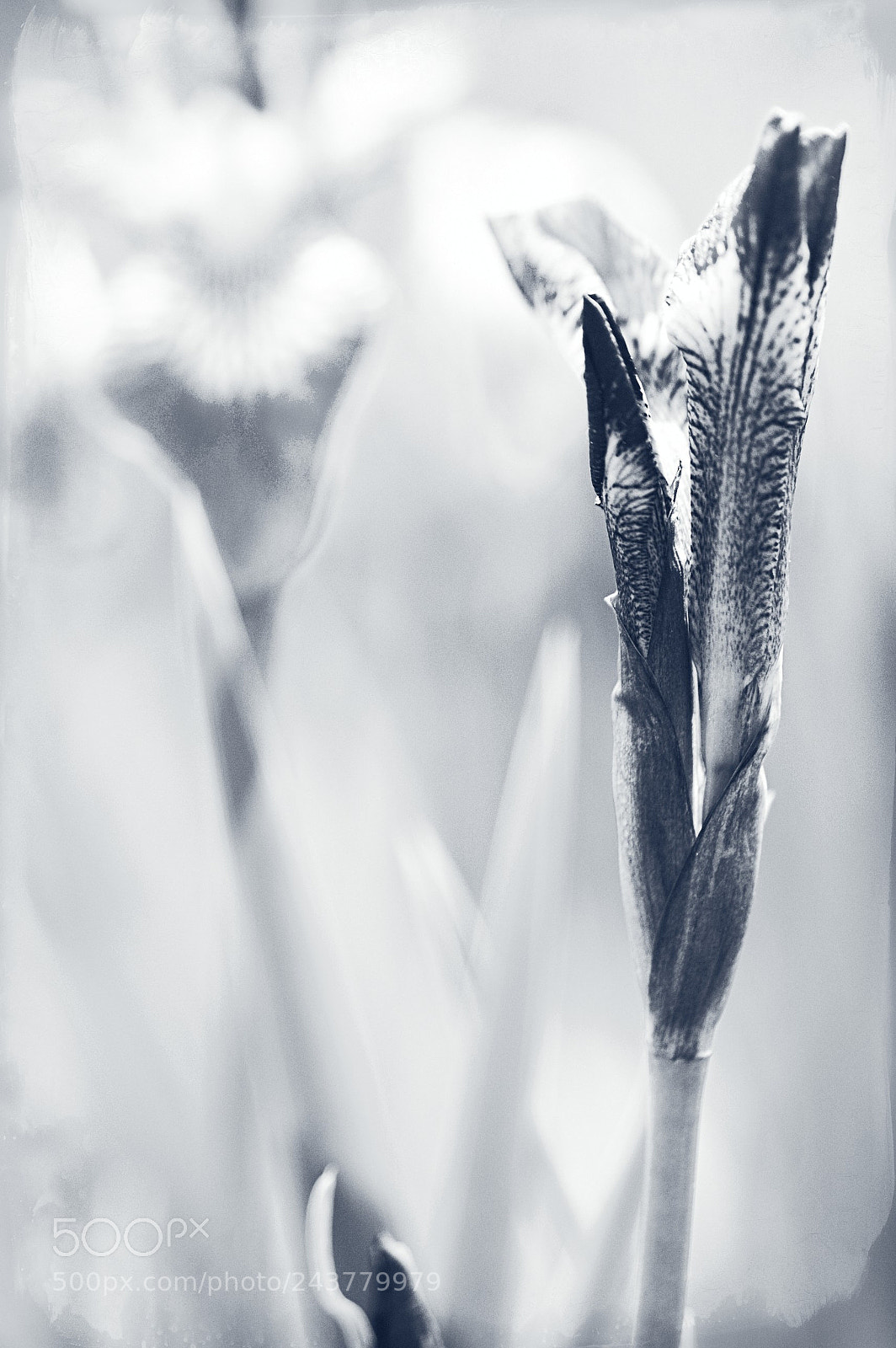 Nikon D50 sample photo. Iris in blue photography