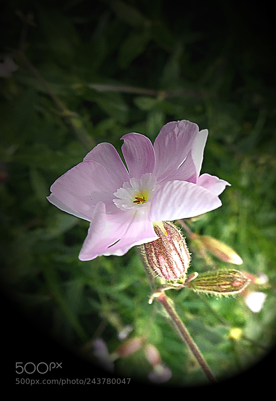 Fujifilm X20 sample photo. Copia photography