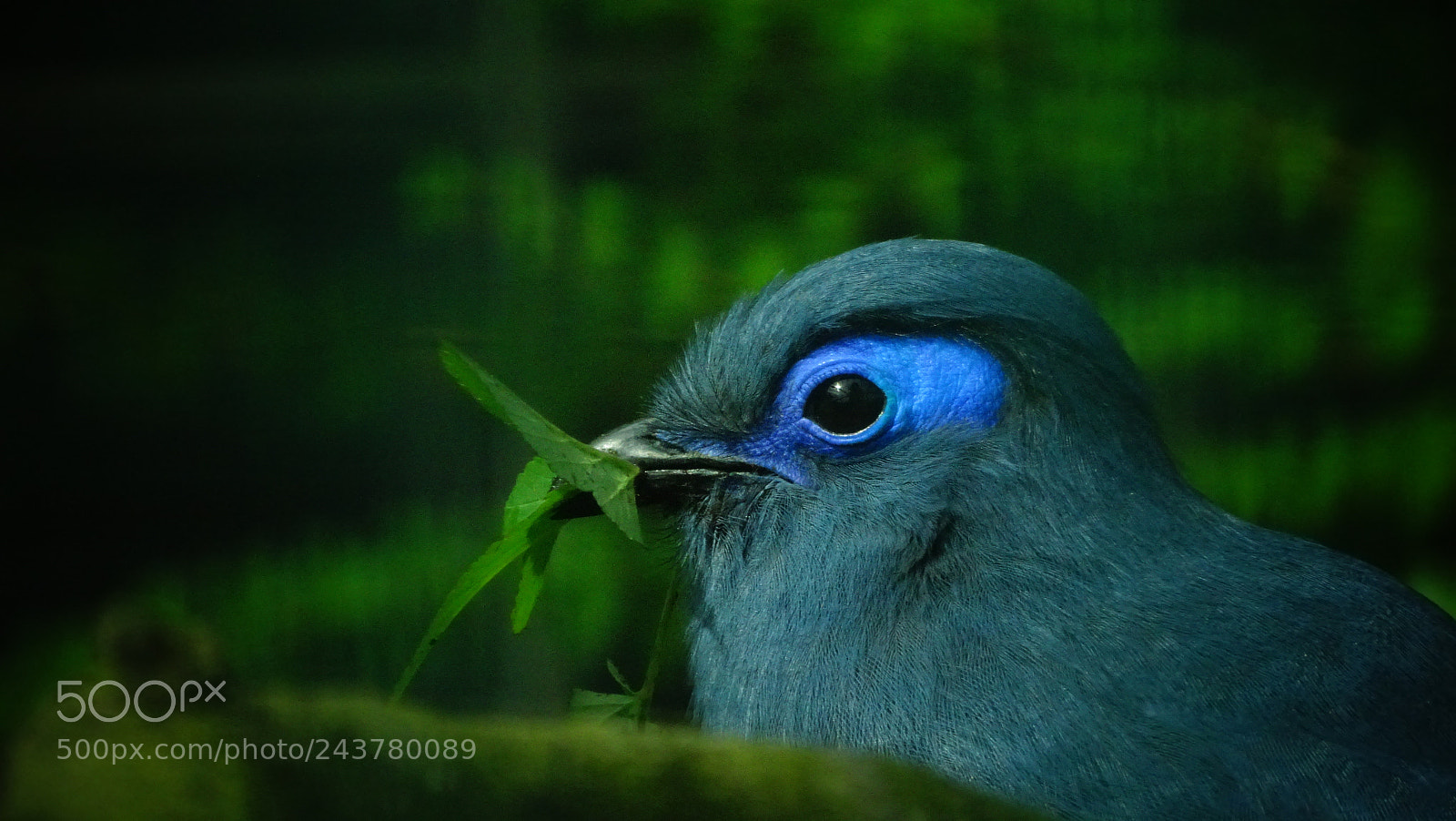 Sony Cyber-shot DSC-HX350 sample photo. Vogelportrait photography