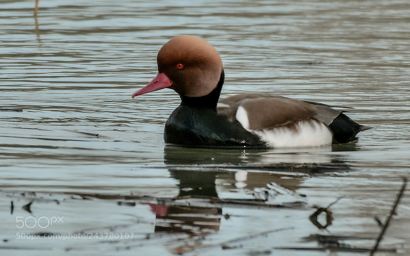 Nikon D500 sample photo. Nette rousse photography