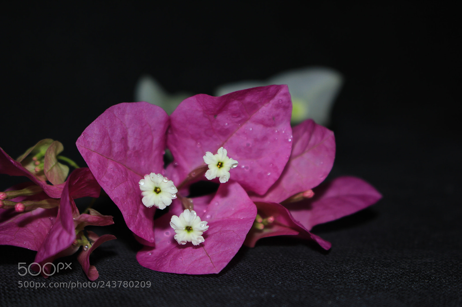 Canon EOS 60D sample photo. Paper flower photography