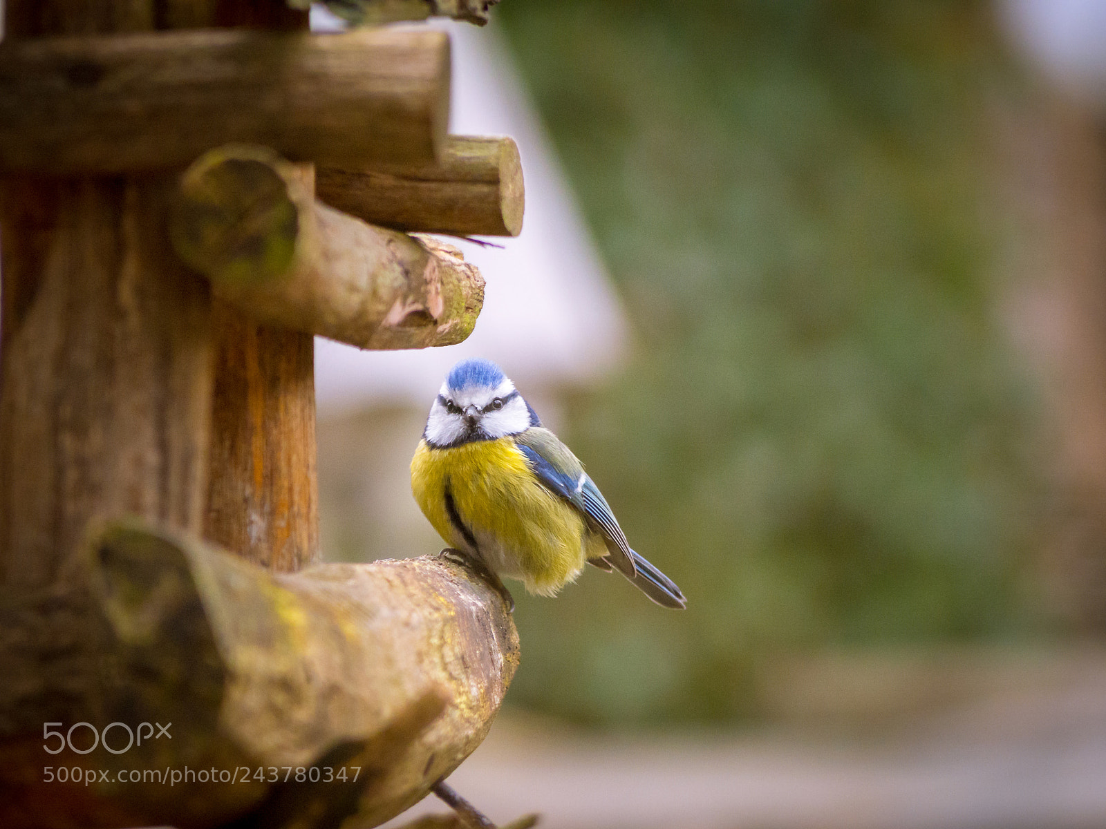 Olympus OM-D E-M10 sample photo. Eurasian blue tit (pimpelmees) photography