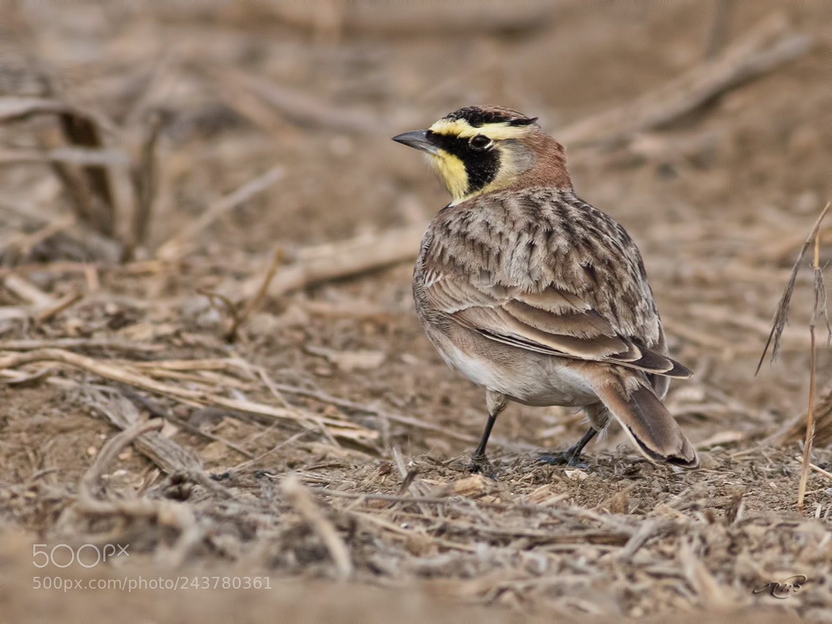 Canon EOS 7D Mark II sample photo. Horned lark photography