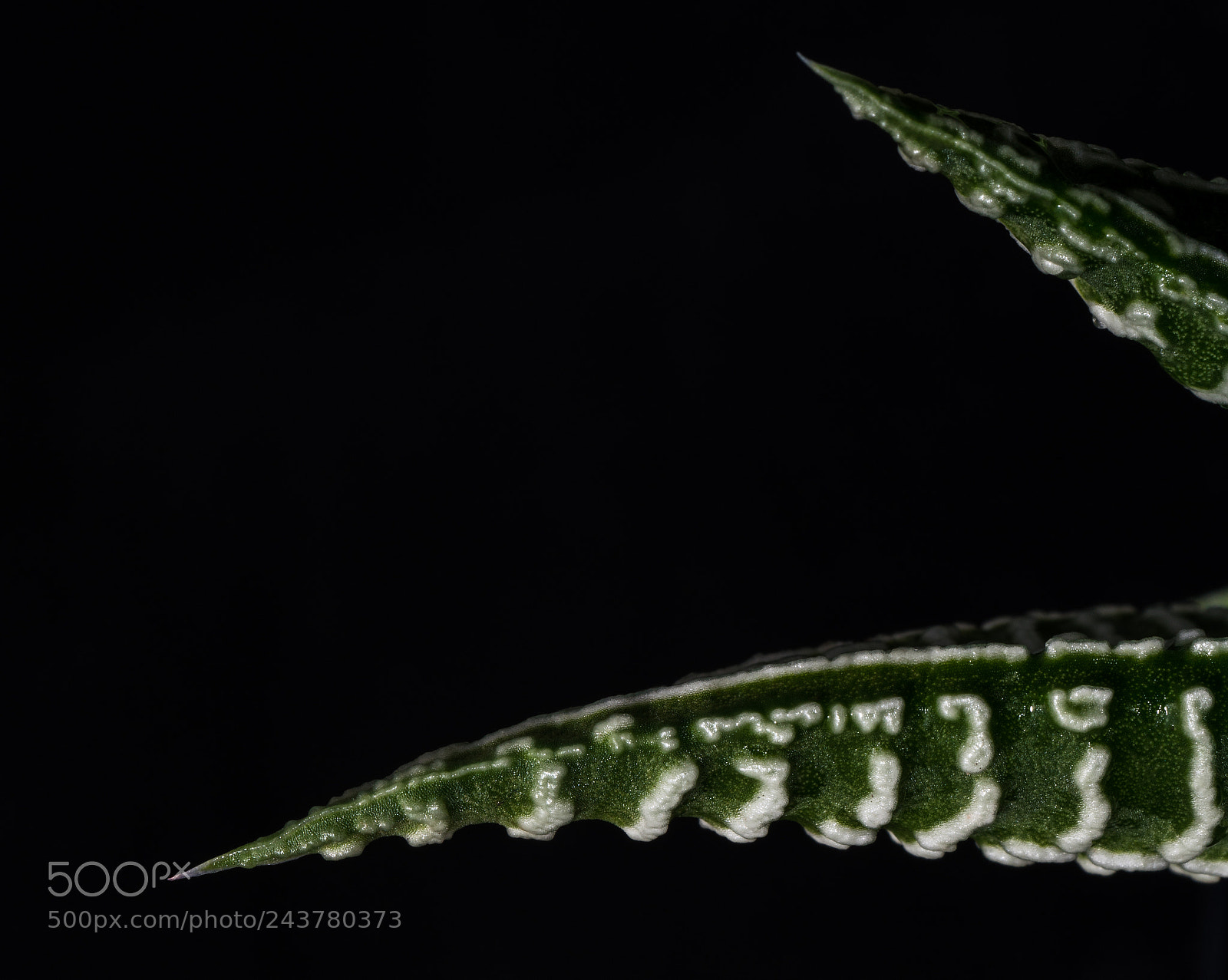 Sony a7R II sample photo. Green tentacles photography