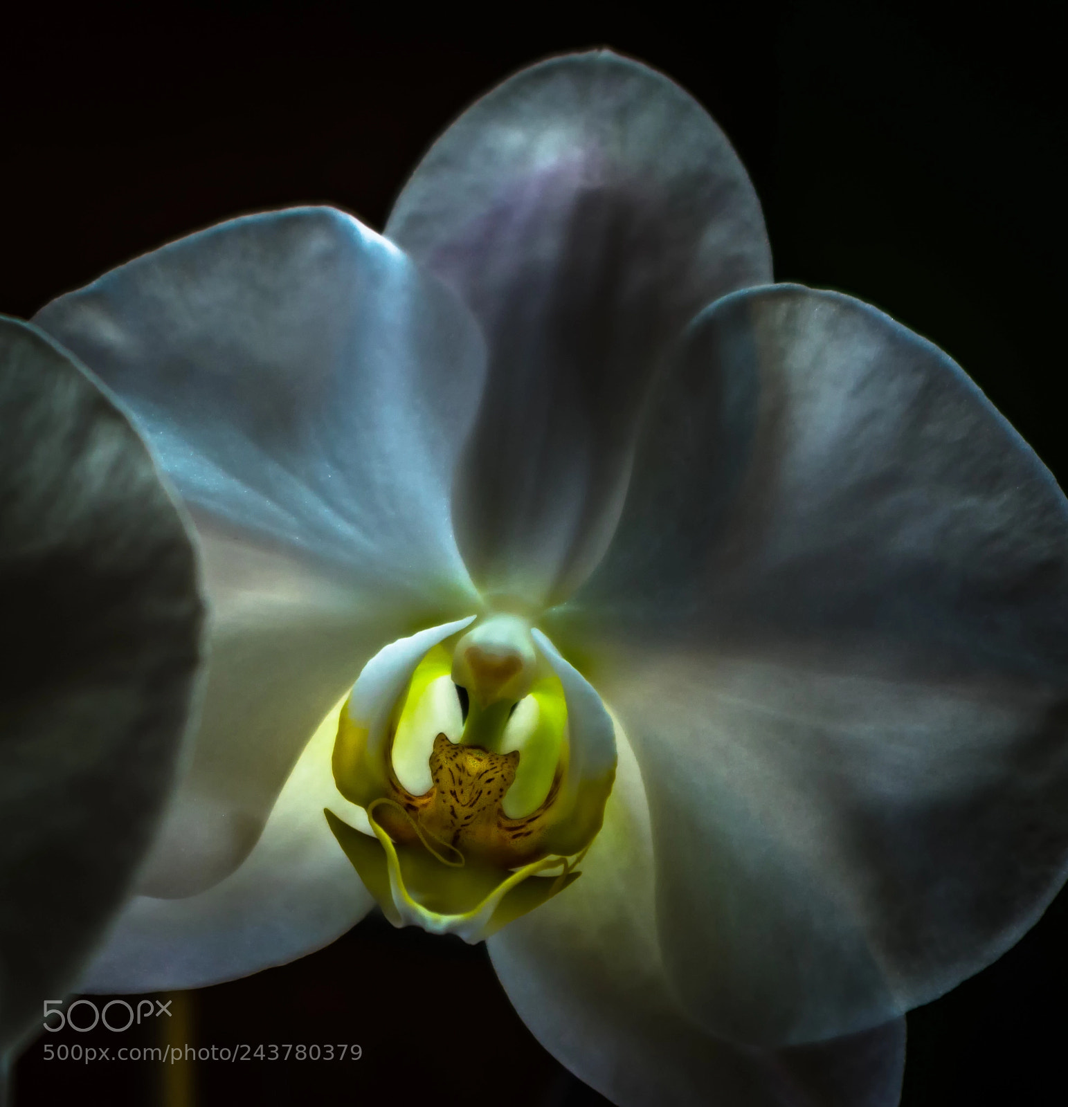 Pentax K-3 sample photo. Orchid photography