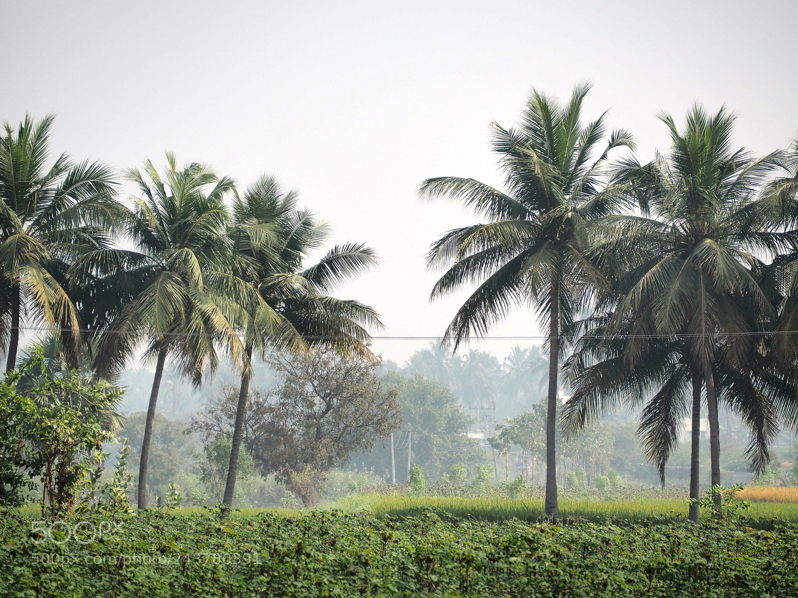 Olympus PEN E-PL7 sample photo. Misty grove photography