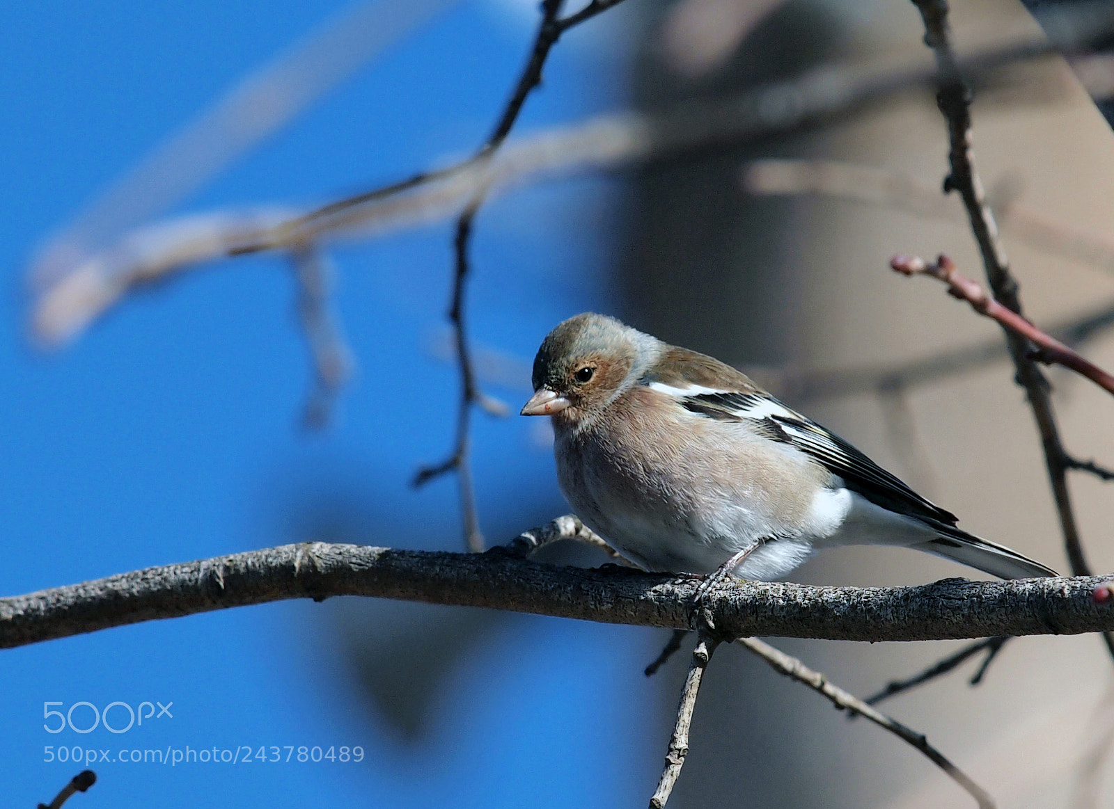 Olympus E-5 sample photo.  fringilla coelebs photography