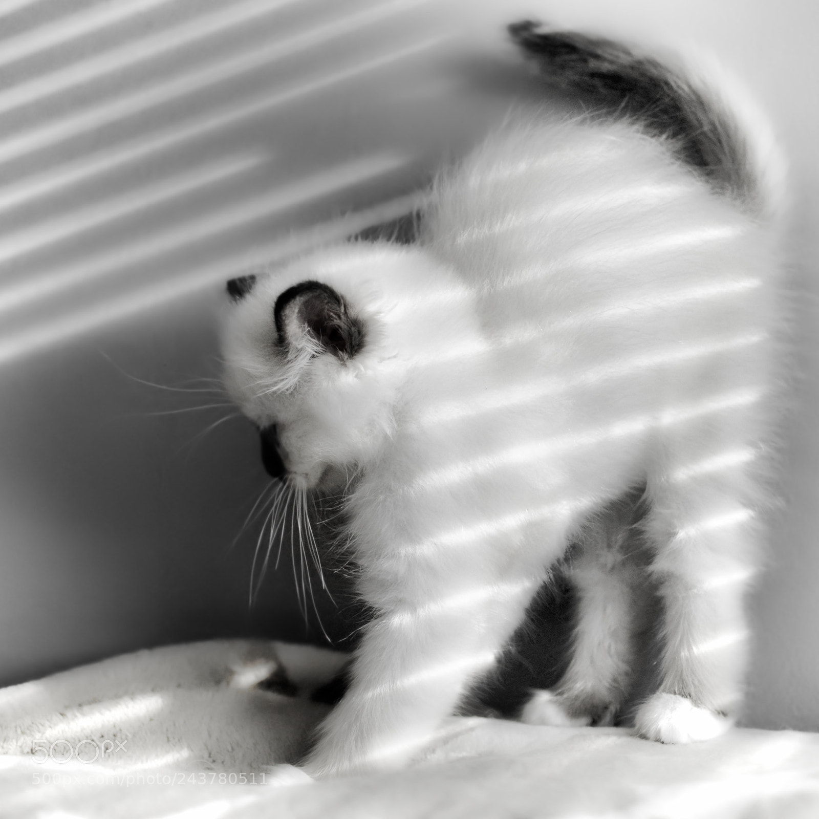 Nikon D3200 sample photo. Kitty photography
