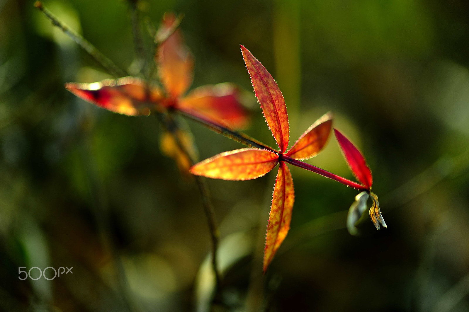 Nikon D700 + Sigma 105mm F2.8 EX DG OS HSM sample photo