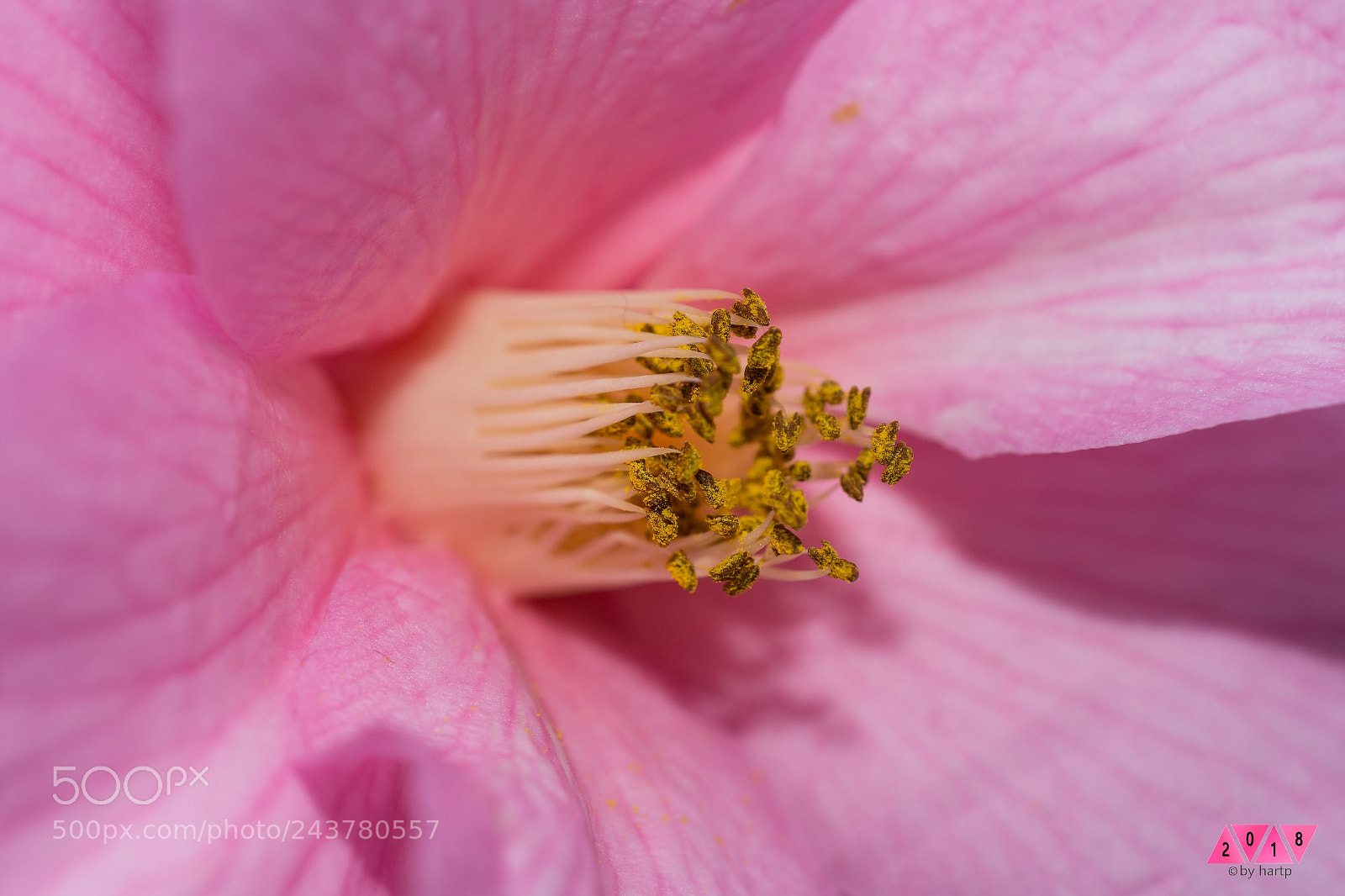 Nikon D7200 sample photo. Pink dreams photography
