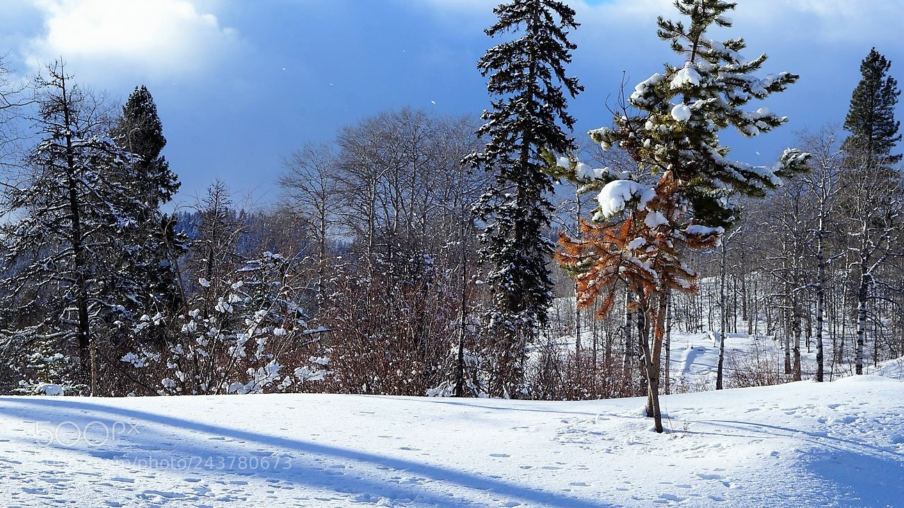 Sony Alpha NEX-3N sample photo. Winter photography