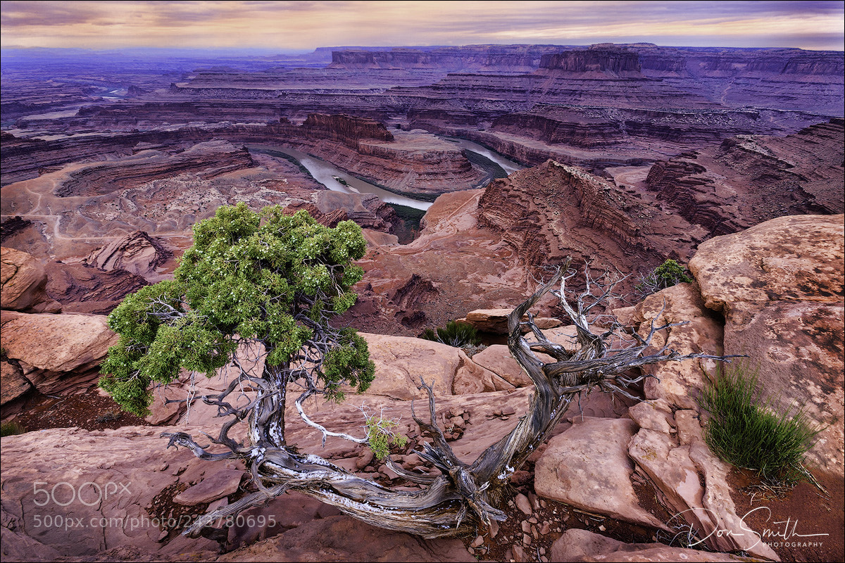 Canon EOS-1Ds Mark III sample photo. Juniper snag at dead photography