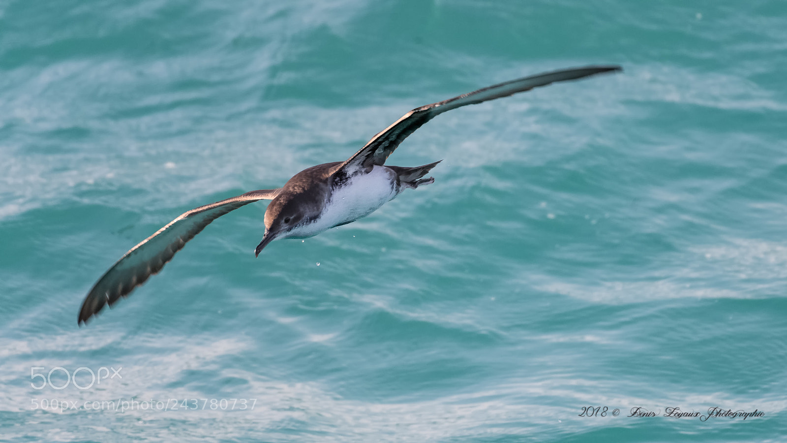 Nikon D5 sample photo. Puffin yelkouan. photography