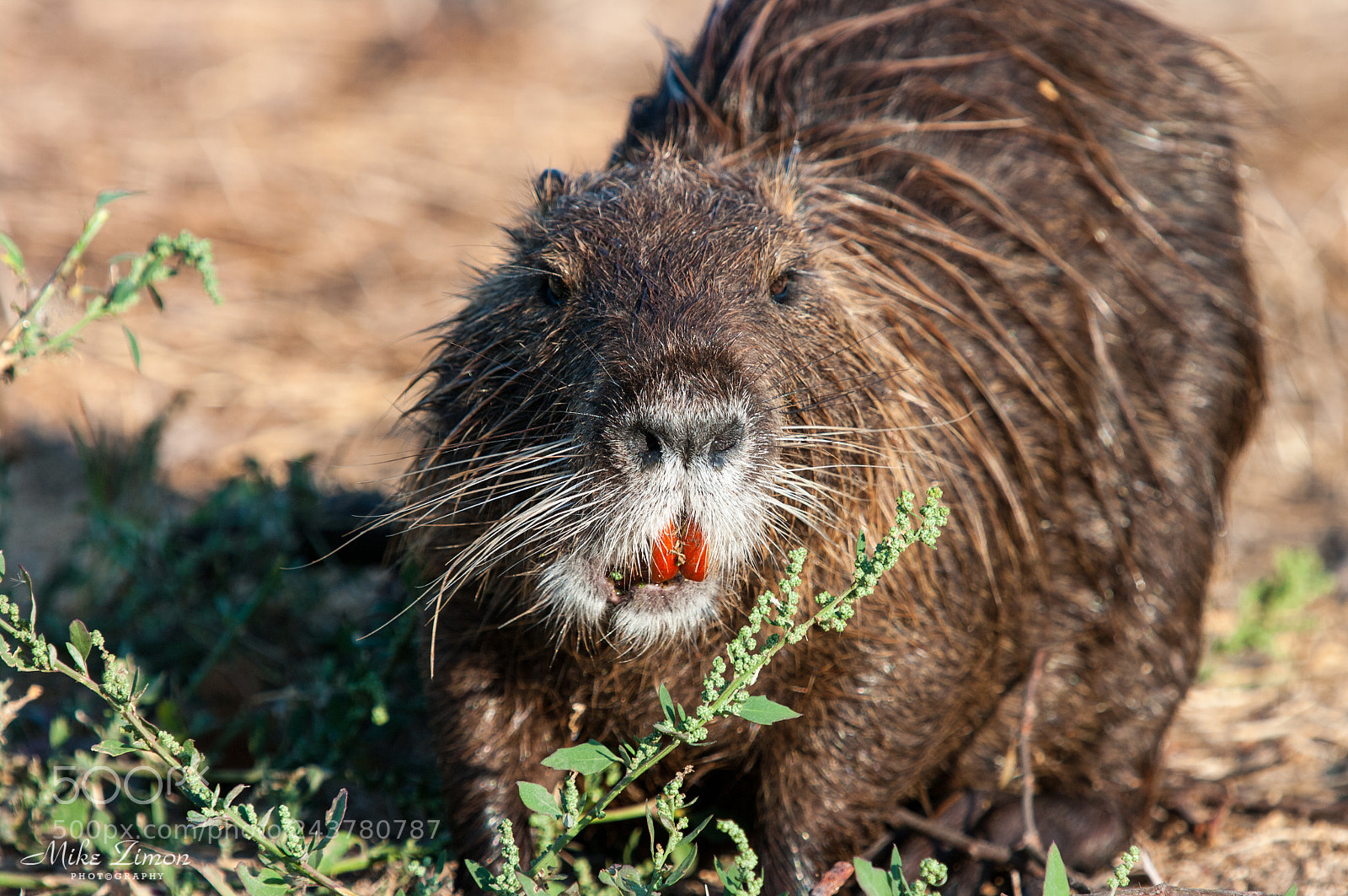 Pentax K20D sample photo. Nutria on the lunch photography