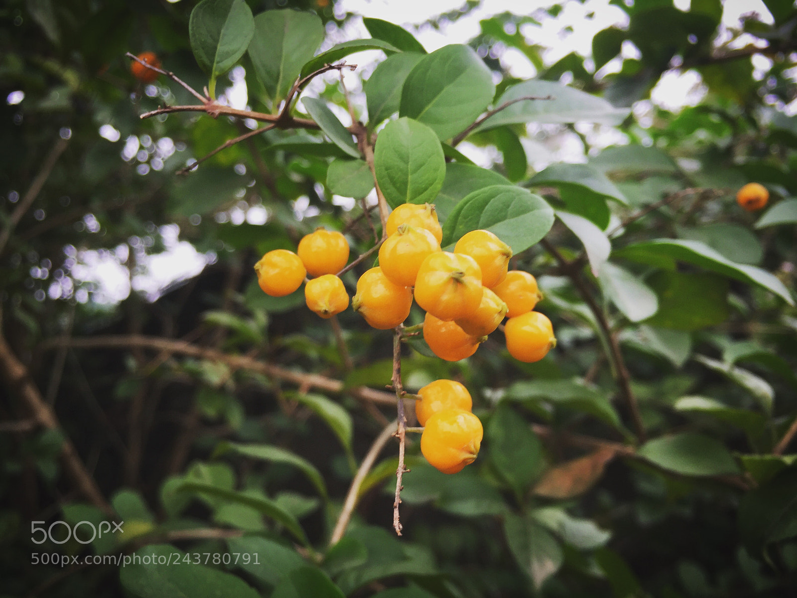Apple iPhone 6 sample photo. Untitled photography
