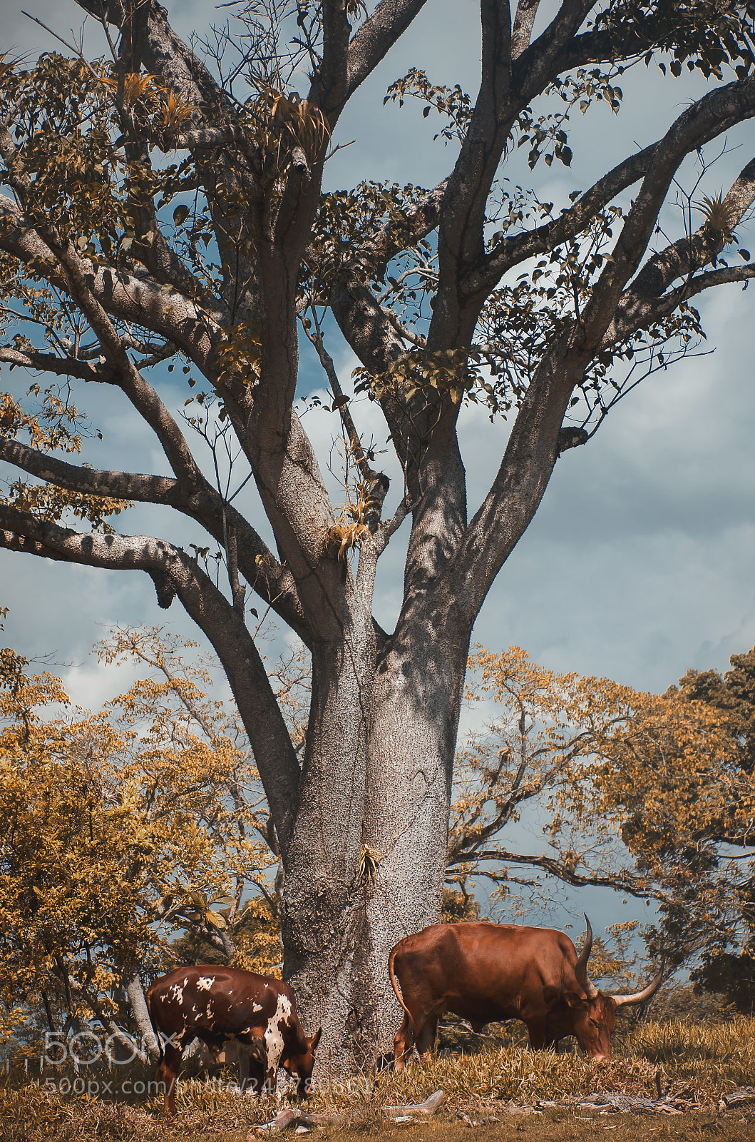 Nikon D5100 sample photo. Watusi. photography