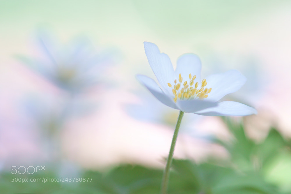 Sony ILCA-77M2 sample photo. Anemone photography