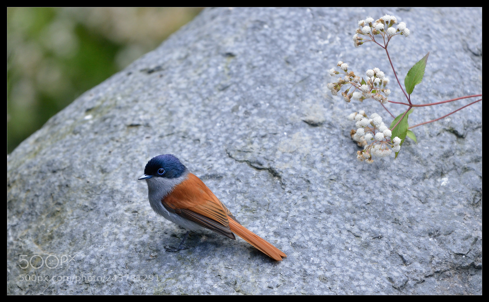Nikon D800 sample photo. Oiseau la vierge de photography