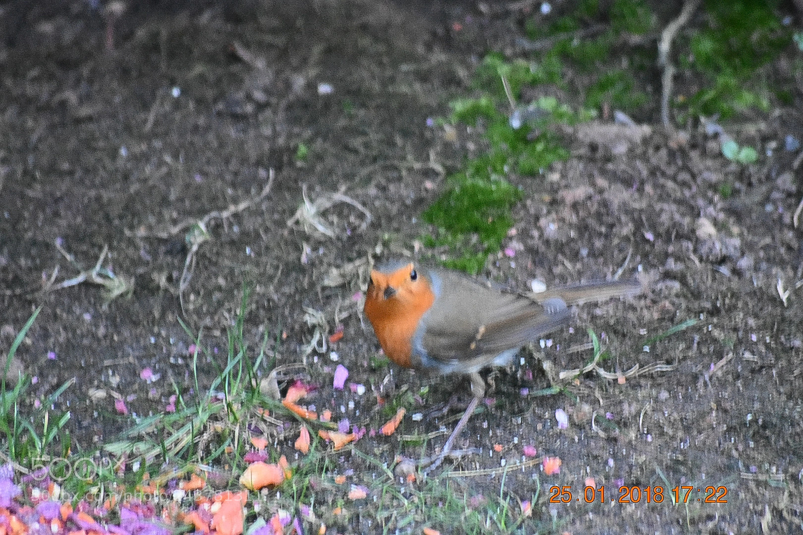 Nikon D3400 sample photo. Robin eating photography