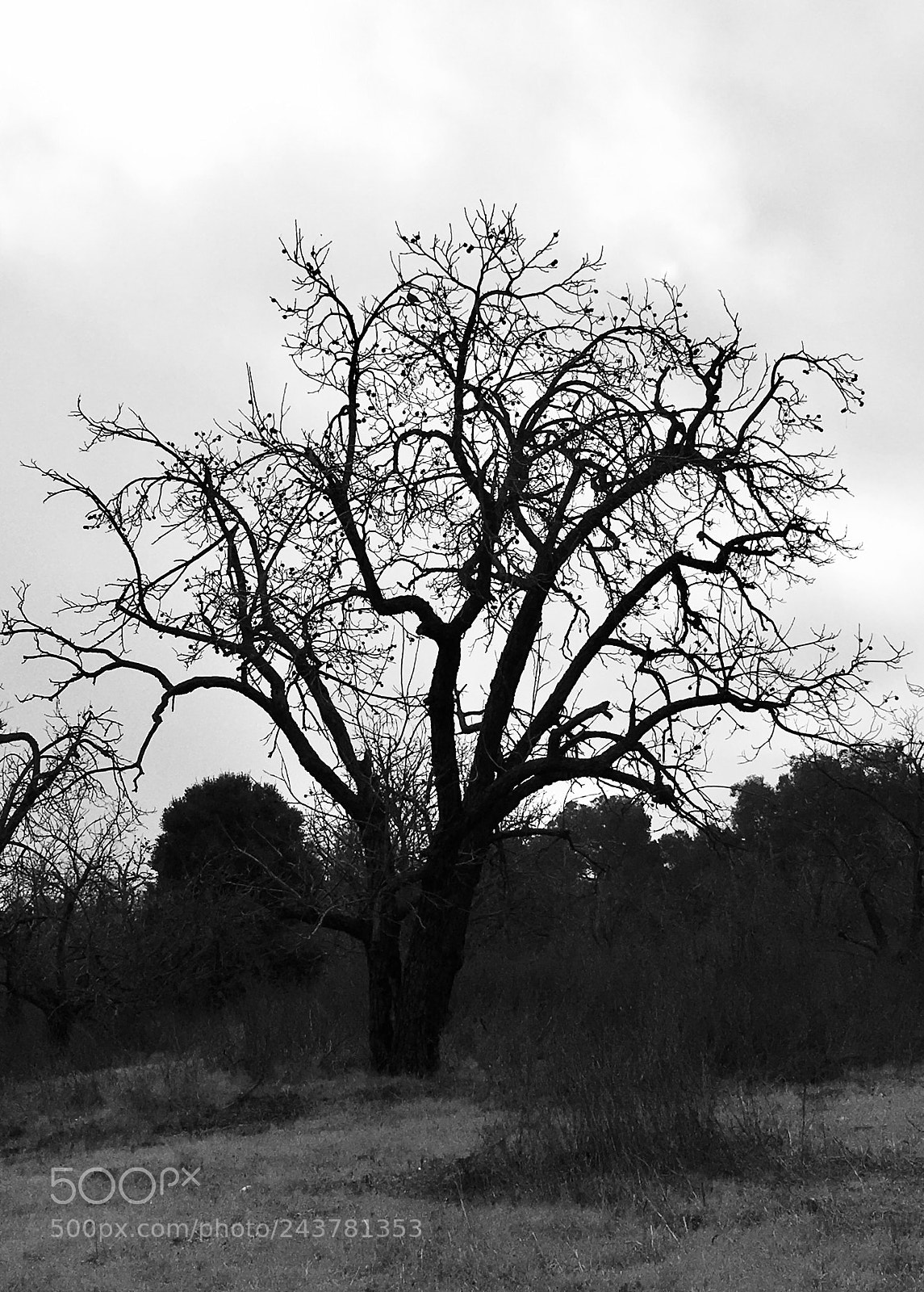 Apple iPhone 6s sample photo. Tree in the mist photography