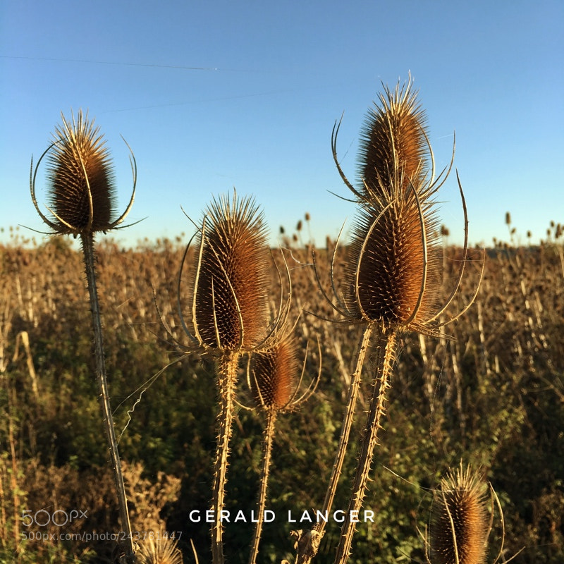 Apple iPhone 6s sample photo. Eisenheim am main photography