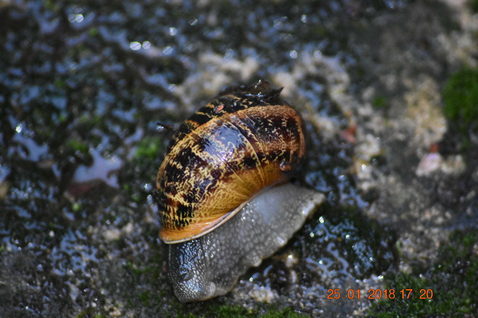 Nikon D3400 + Sigma 70-300mm F4-5.6 APO DG Macro sample photo. Snail photography