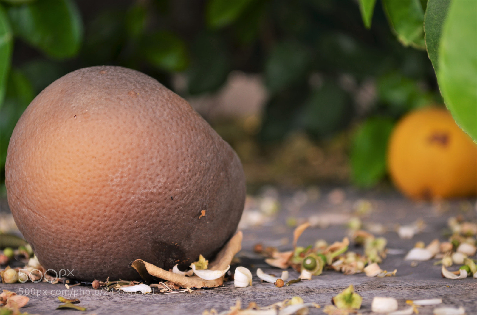 Nikon D5100 sample photo. Fallen grapefruits from last photography