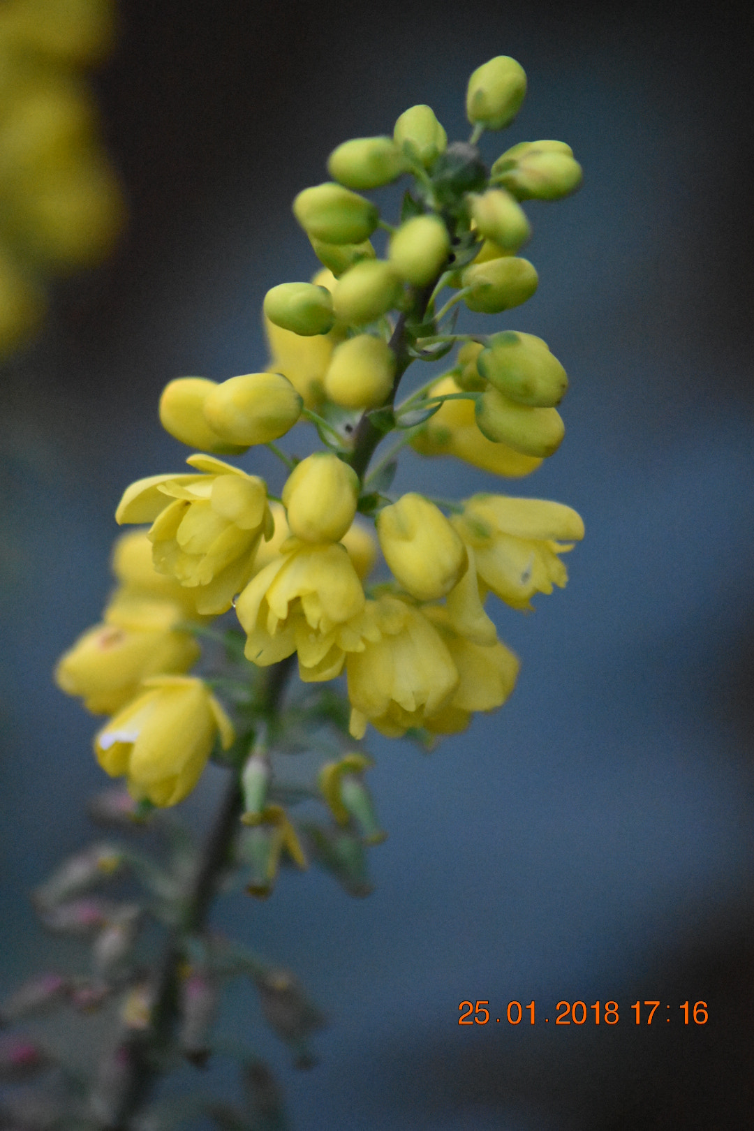 Nikon D3400 + Sigma 70-300mm F4-5.6 APO DG Macro sample photo. Yellow buds photography