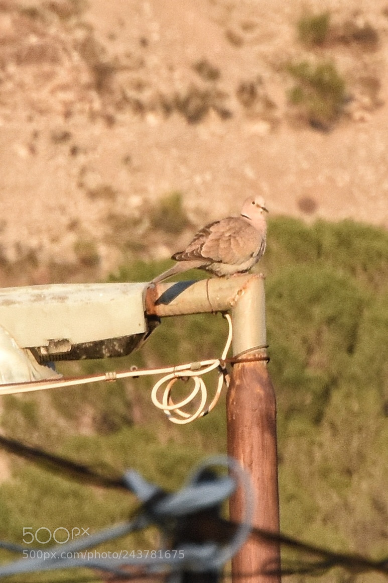 Nikon D7200 sample photo. Beccato come fa un photography