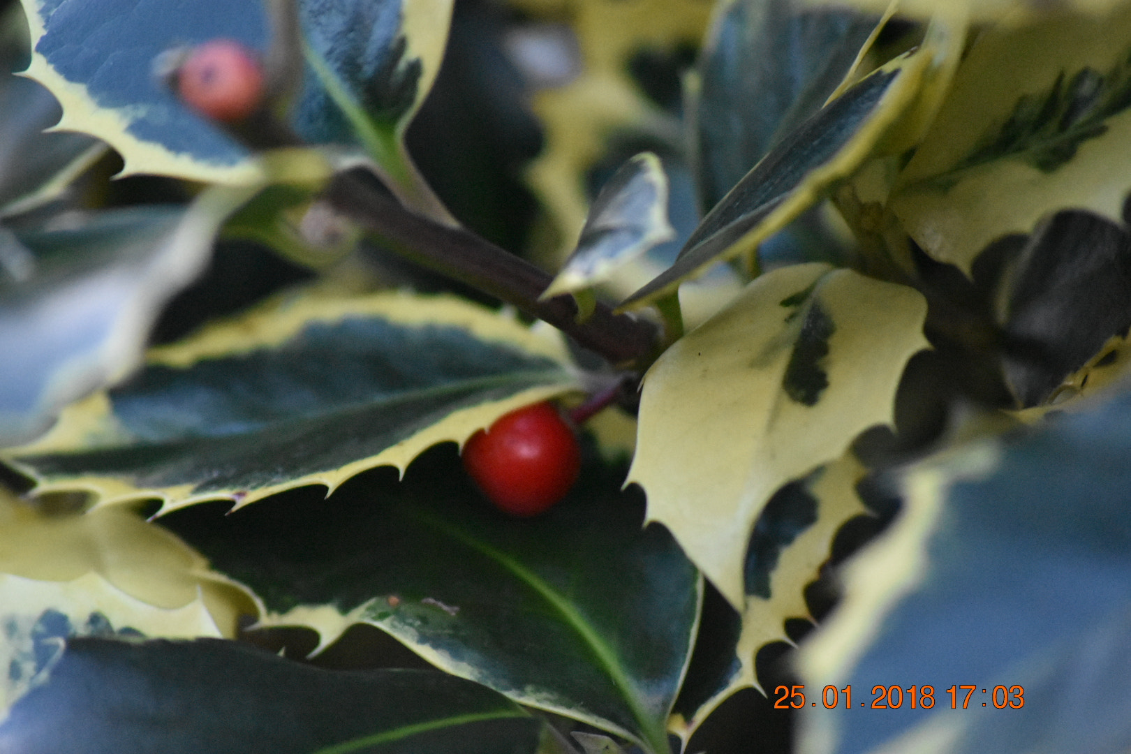 Sigma 70-300mm F4-5.6 APO DG Macro sample photo. Hiding berry photography