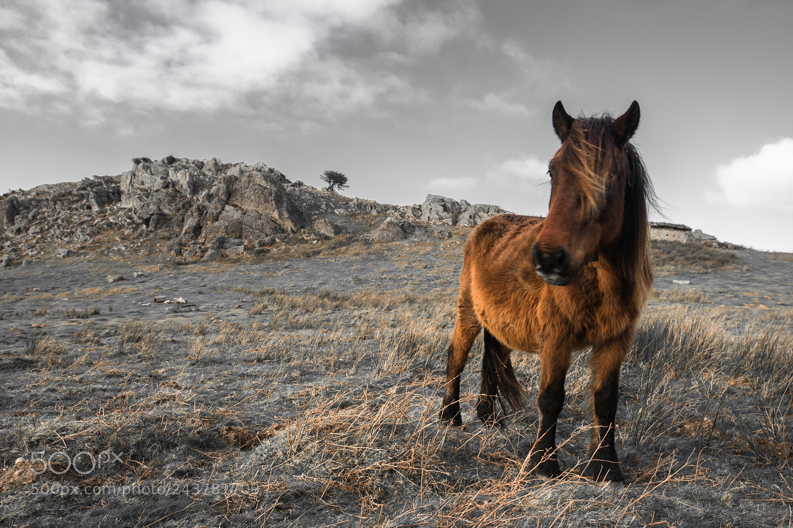 Canon EOS 760D (EOS Rebel T6s / EOS 8000D) sample photo. Born to be wild photography