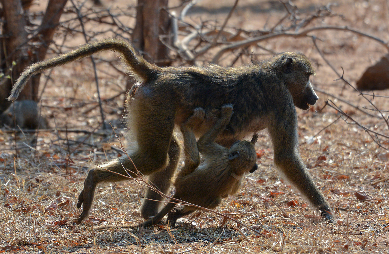 Nikon D7100 sample photo. Afrika photography