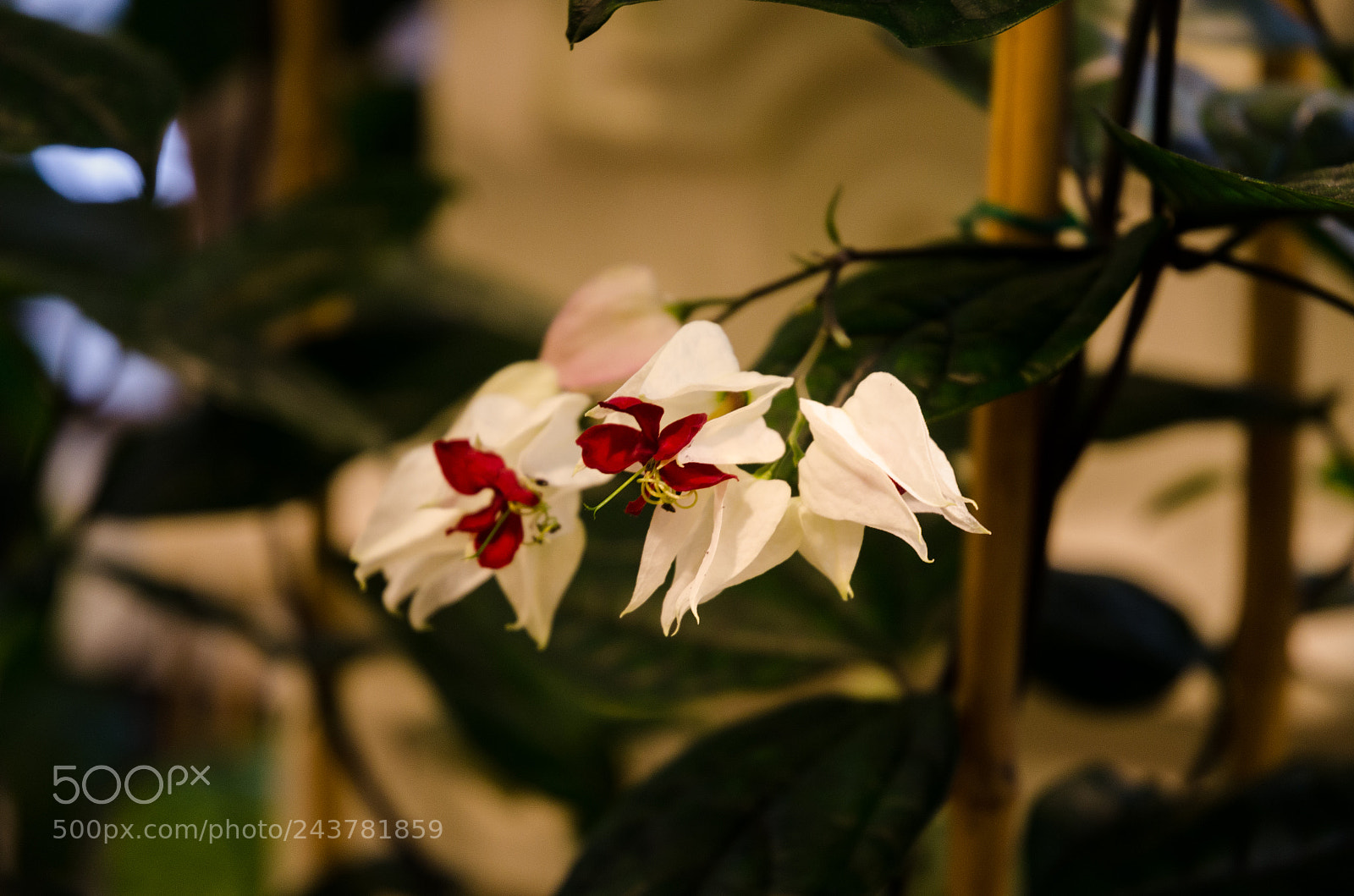 Nikon D5100 sample photo. 300 photography