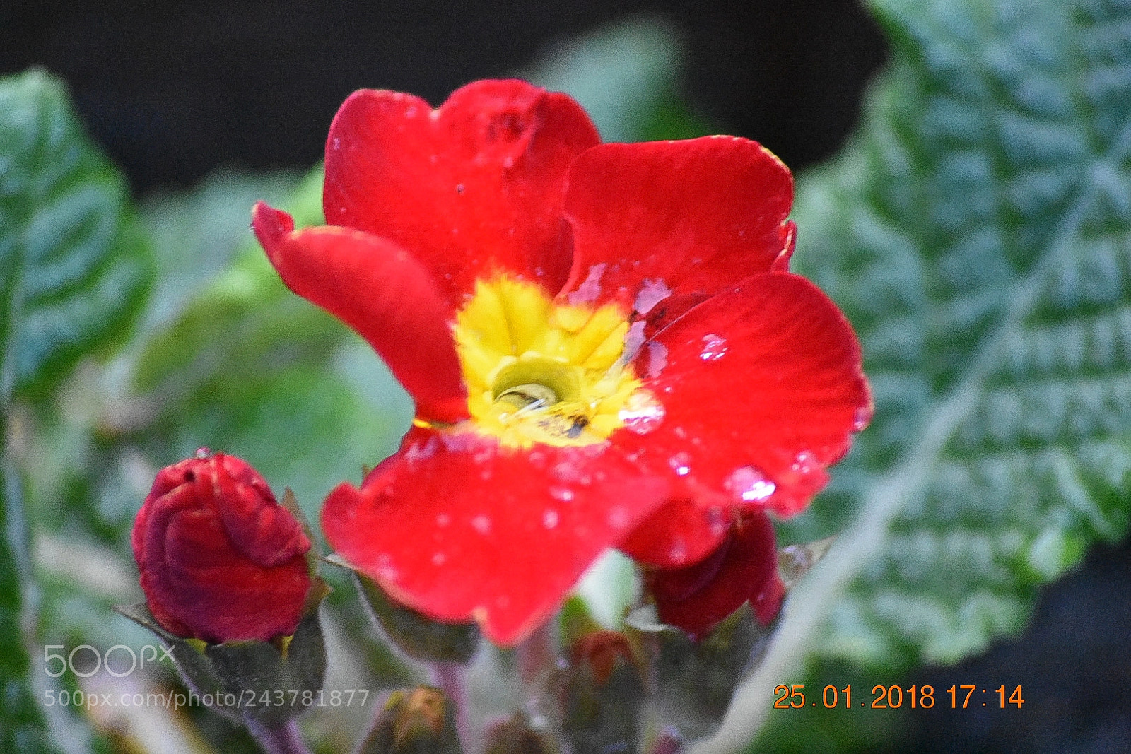 Nikon D3400 sample photo. Red flower water photography