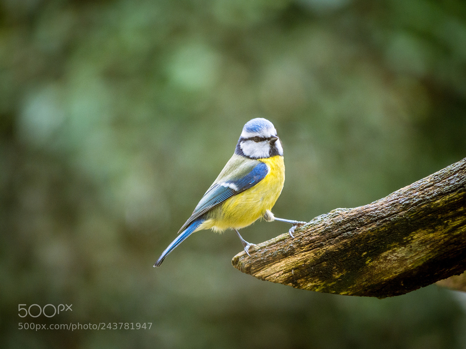 Olympus OM-D E-M10 sample photo. Eurasian blue tit (pimpelmees) photography
