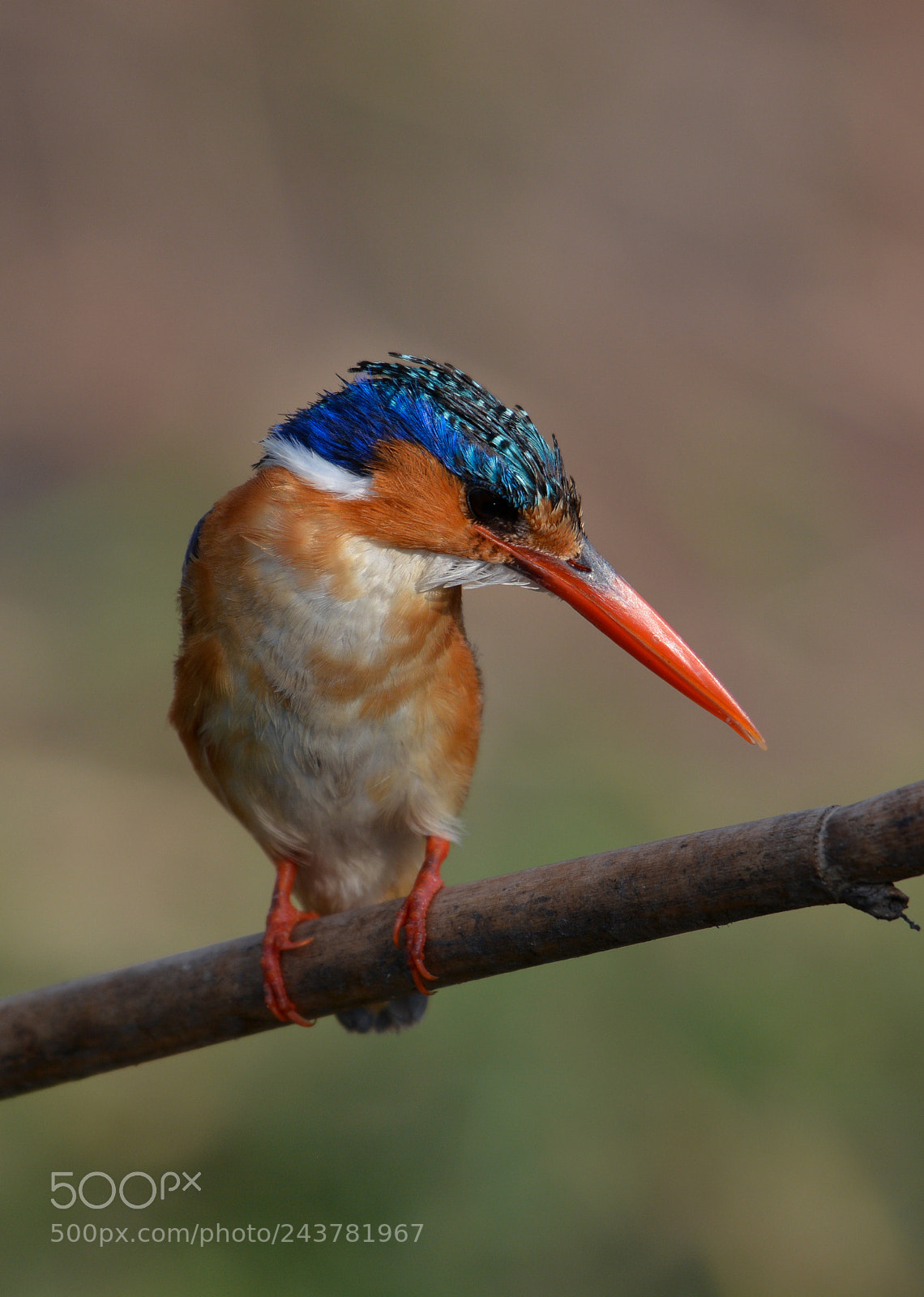 Nikon D7100 sample photo. Afrika photography