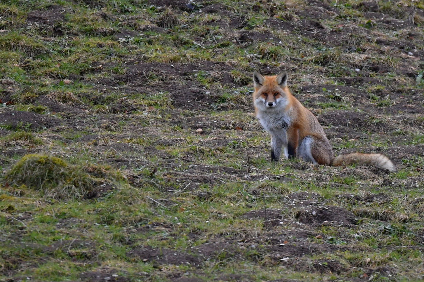 Sigma 150-600mm F5-6.3 DG OS HSM | S sample photo. Renard photography