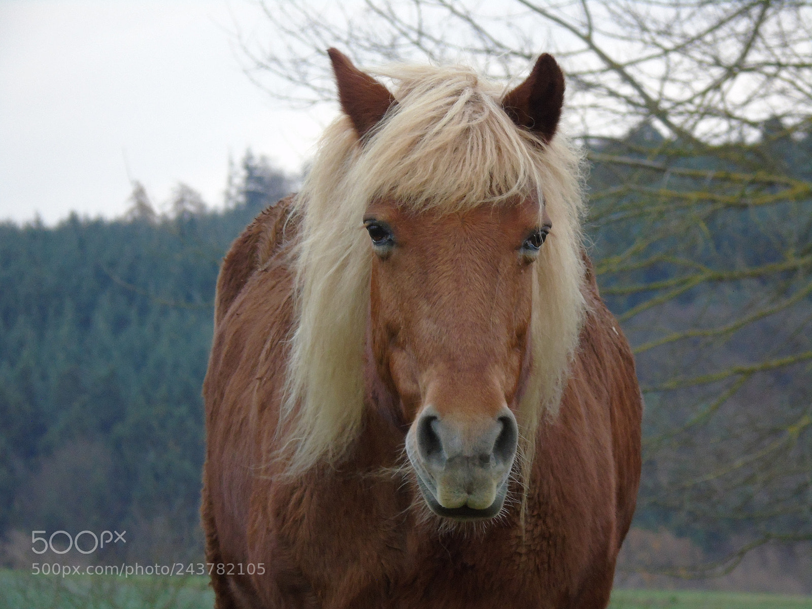 Sony Cyber-shot DSC-H400 sample photo. Pferd photography