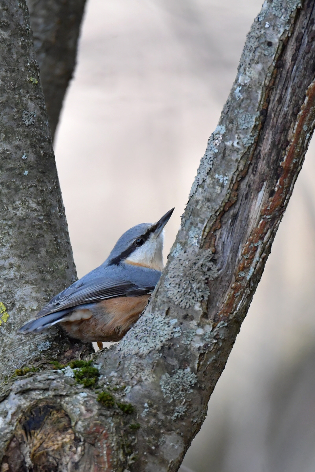 Nikon D5 + Sigma 150-600mm F5-6.3 DG OS HSM | S sample photo. Sittelle torchepot photography