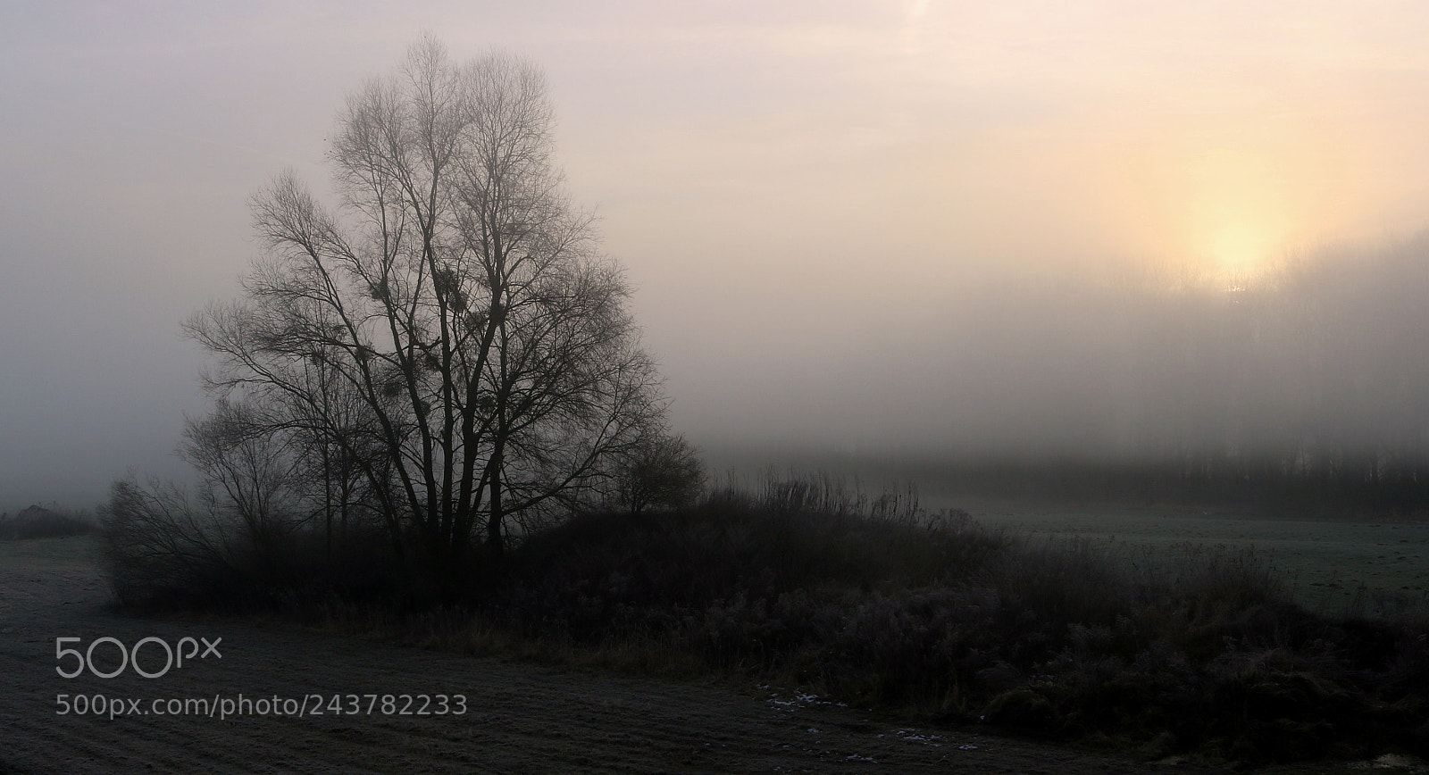 Canon EOS 750D (EOS Rebel T6i / EOS Kiss X8i) sample photo. "misteln im morgennebel" photography