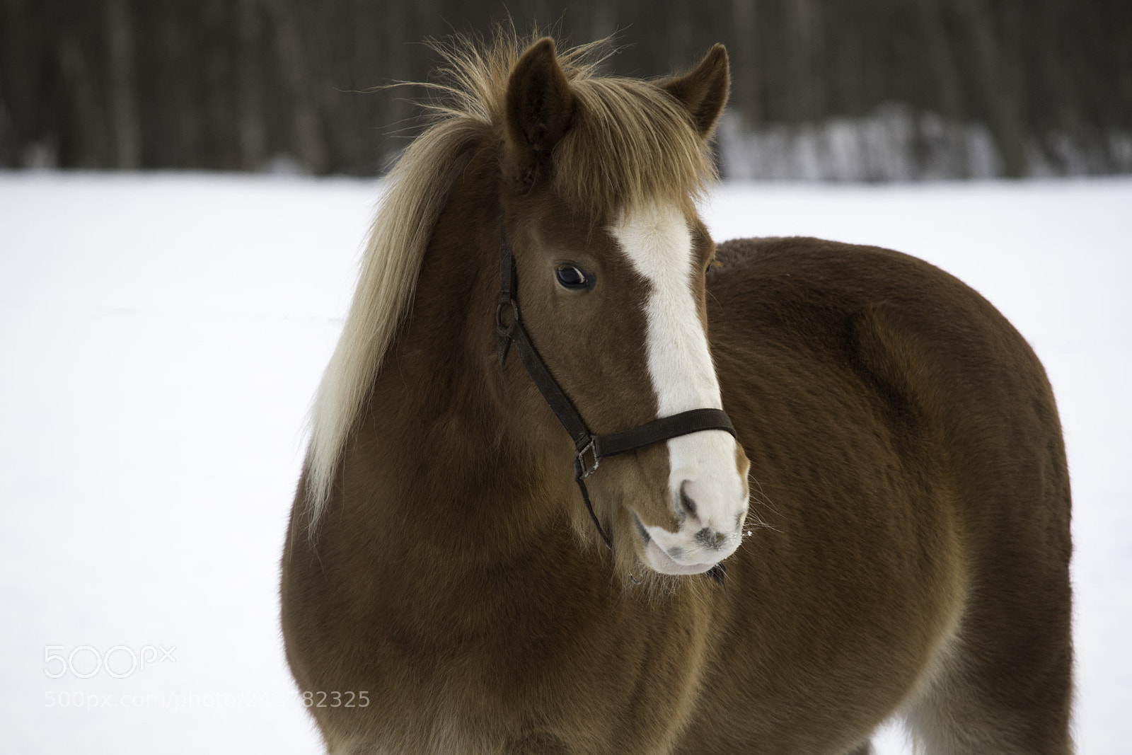 Nikon D7500 sample photo. Northlandhorse in the snow photography