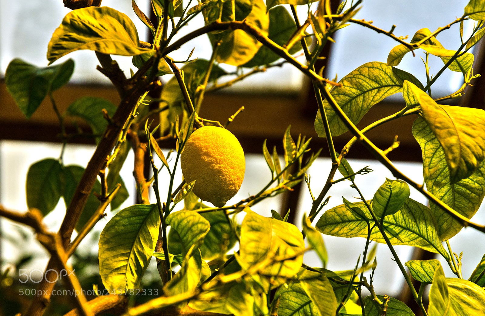 Nikon D5100 sample photo. 301 photography