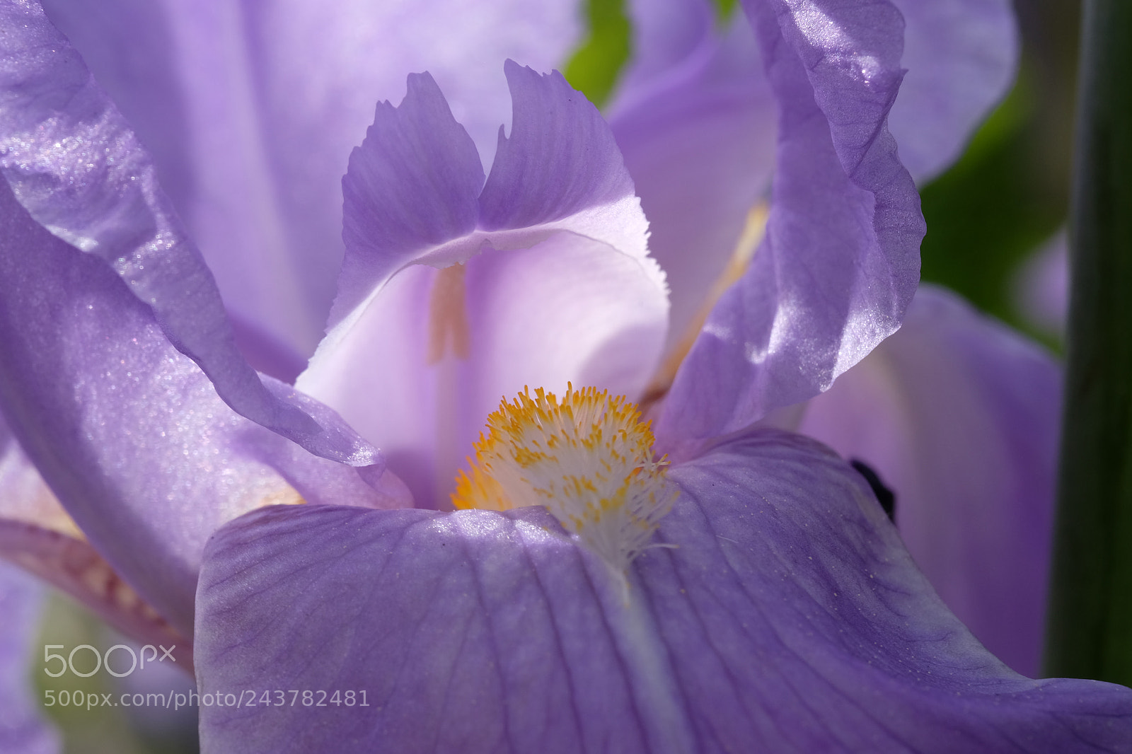 Fujifilm X-T1 sample photo. 02144: schwertlilie, iris photography
