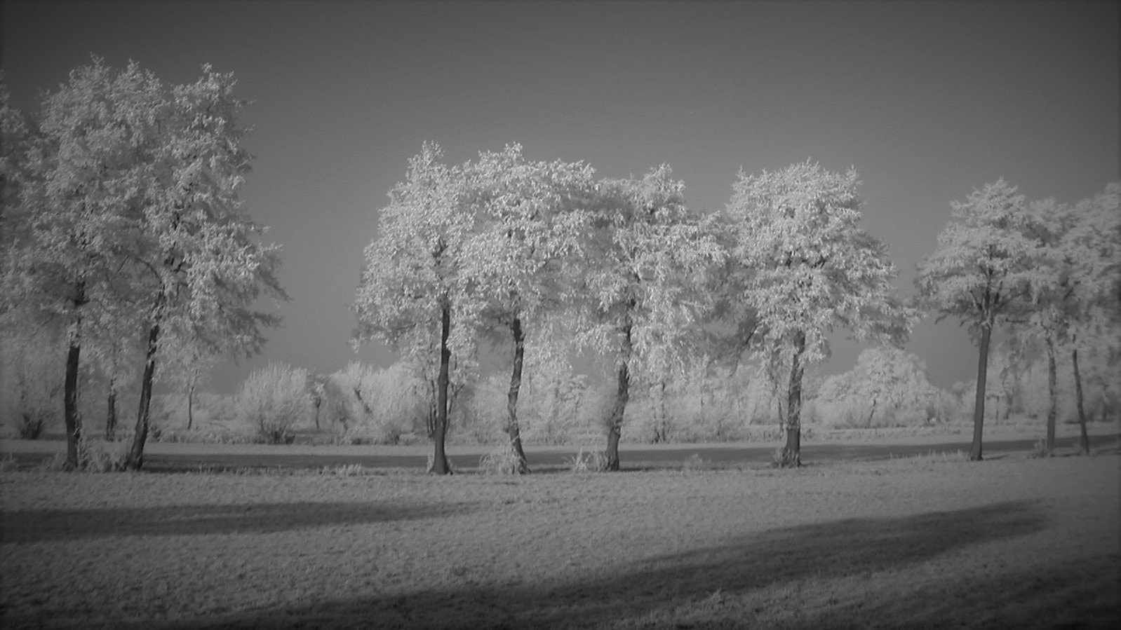 KONICA MINOLTA DiMAGE X sample photo. Winter - ice - trees photography