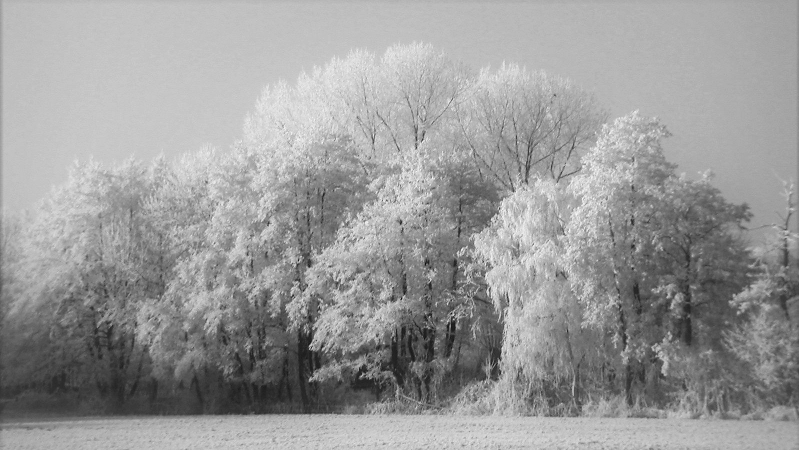 KONICA MINOLTA DiMAGE X sample photo. Wonderful trees photography