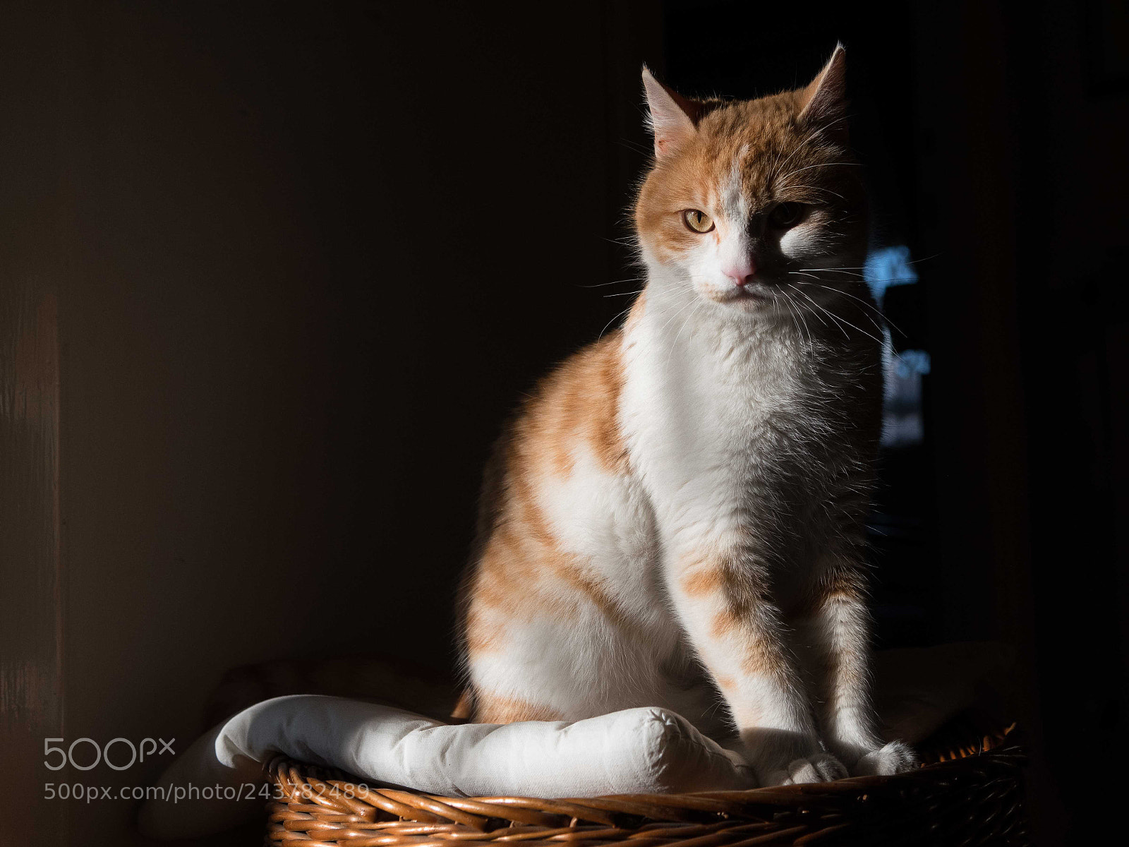 Nikon D500 sample photo. Cat on canvas photography