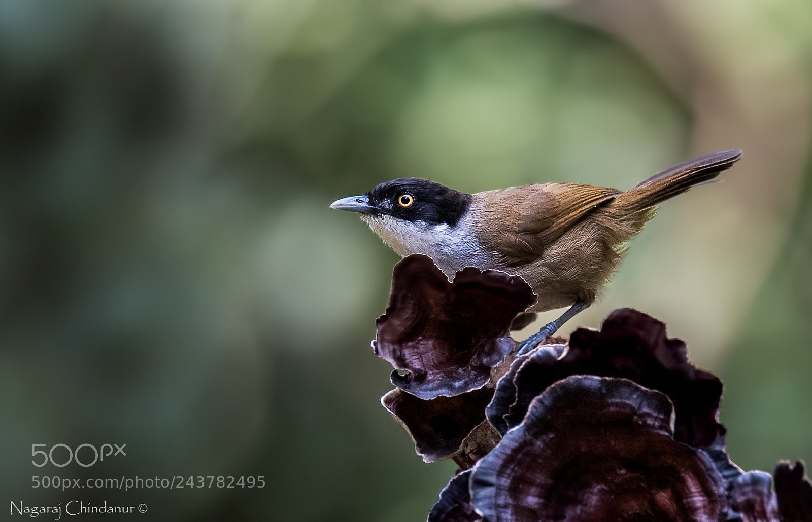 Nikon D5 sample photo. Dark fronted babbler photography